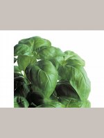 Basilico